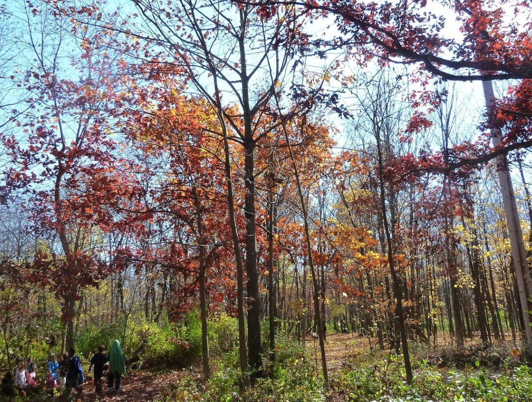 Busey Woods